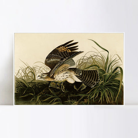 INVIN ART Framed Canvas Giclee Print Winter_Hawk by John James Audubon Wall Art Living Room Home Office Decorations