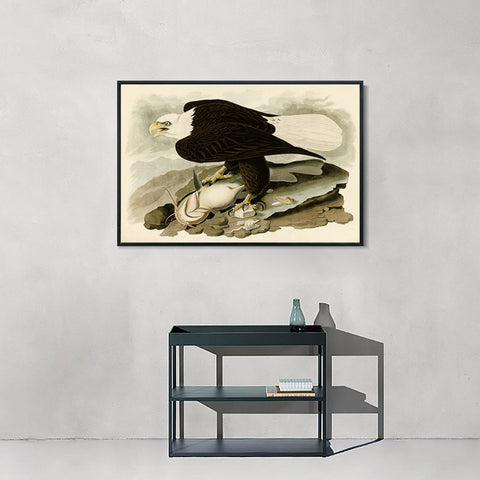 INVIN ART Framed Canvas Giclee Print White-headed_Eagle by John James Audubon Wall Art Living Room Home Office Decorations