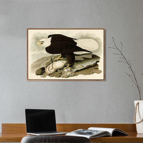 INVIN ART Framed Canvas Giclee Print White-headed_Eagle by John James Audubon Wall Art Living Room Home Office Decorations