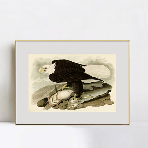 INVIN ART Metal Framed Canvas Giclee Print  Great-footed_Hawk by John James Audubon Wall Art Living Room Home Office Decorations