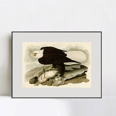 INVIN ART Metal Framed Canvas Giclee Print  Great-footed_Hawk by John James Audubon Wall Art Living Room Home Office Decorations