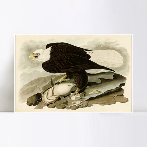 INVIN ART Framed Canvas Giclee Print White-headed_Eagle by John James Audubon Wall Art Living Room Home Office Decorations