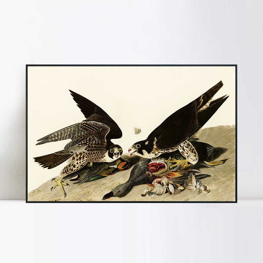 INVIN ART Framed Canvas Giclee Print  Great-footed_Hawk by John James Audubon Wall Art Living Room Home Office Decorations