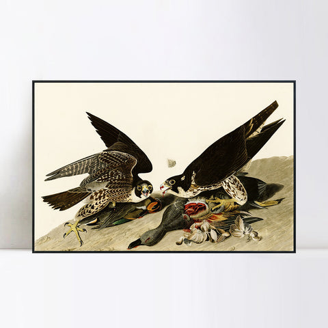 INVIN ART Framed Canvas Giclee Print  Great-footed_Hawk by John James Audubon Wall Art Living Room Home Office Decorations