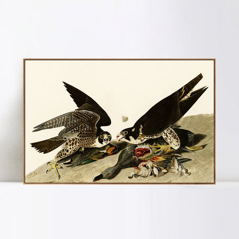 INVIN ART Framed Canvas Giclee Print  Great-footed_Hawk by John James Audubon Wall Art Living Room Home Office Decorations