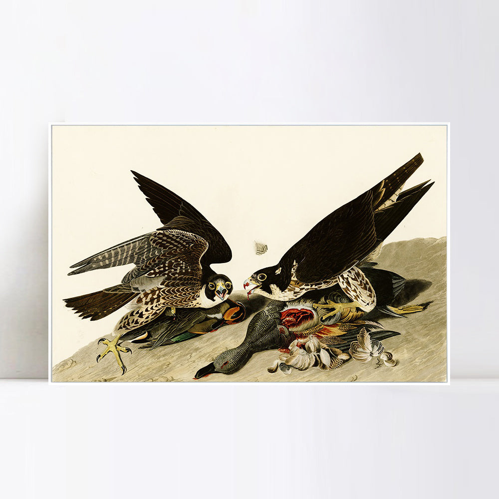 INVIN ART Framed Canvas Giclee Print  Great-footed_Hawk by John James Audubon Wall Art Living Room Home Office Decorations
