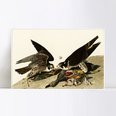 INVIN ART Framed Canvas Giclee Print  Great-footed_Hawk by John James Audubon Wall Art Living Room Home Office Decorations