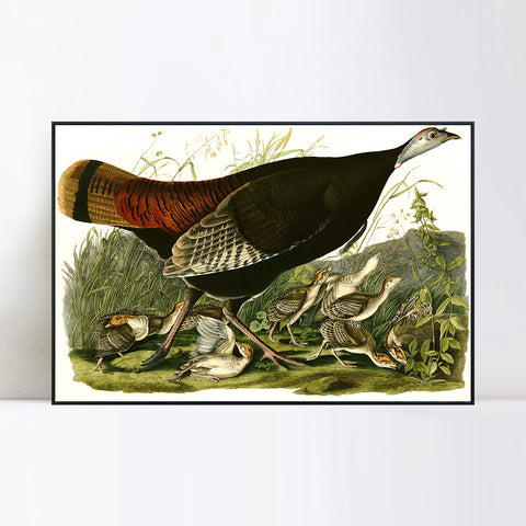 INVIN ART Framed Canvas Giclee Print Wild_Turkey by John James Audubon Wall Art Living Room Home Office Decorations