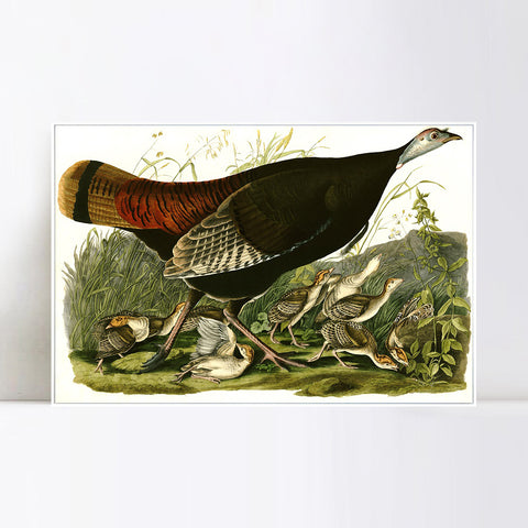INVIN ART Framed Canvas Giclee Print Wild_Turkey by John James Audubon Wall Art Living Room Home Office Decorations