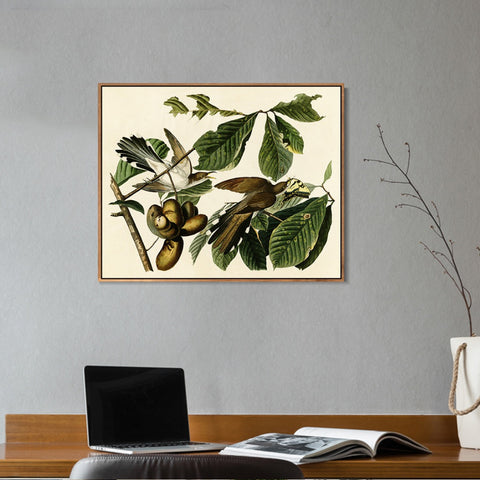 INVIN ART Framed Canvas Giclee Print Yellow-billed_Cuckoo by John James Audubon Wall Art Living Room Home Office Decorations