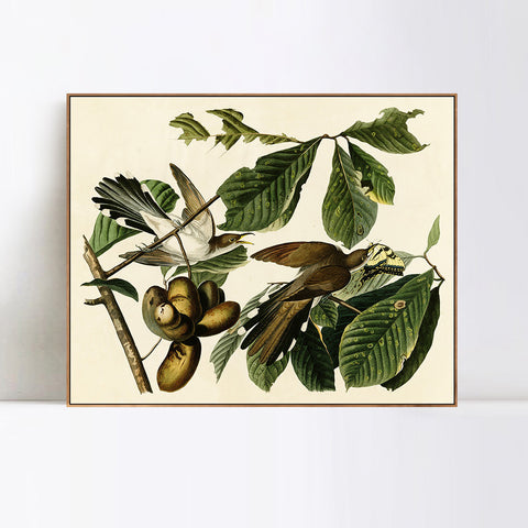 INVIN ART Framed Canvas Giclee Print Yellow-billed_Cuckoo by John James Audubon Wall Art Living Room Home Office Decorations