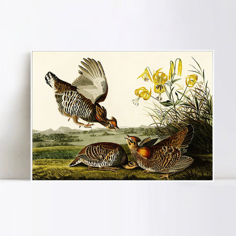 INVIN ART Framed Canvas Giclee Print Pinnated_Grous by John James Audubon Wall Art Living Room Home Office Decorations