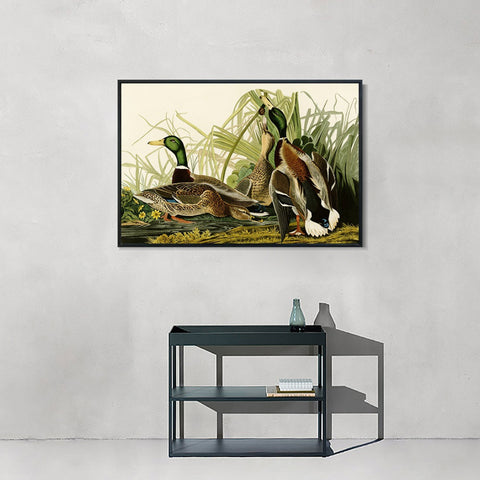 INVIN ART Framed Canvas Giclee Print Mallard Duck by John James Audubon Wall Art Living Room Home Office Decorations
