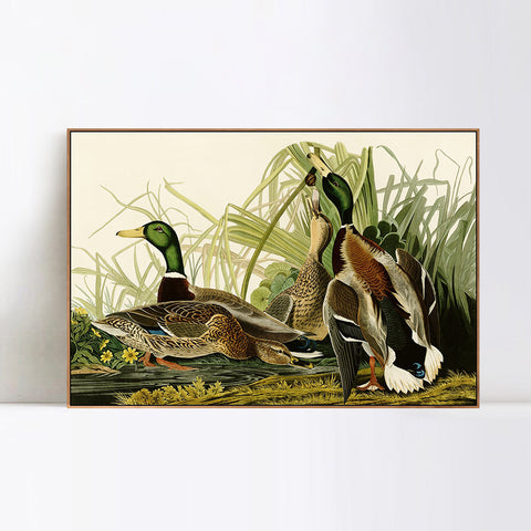 INVIN ART Framed Canvas Giclee Print Mallard Duck by John James Audubon Wall Art Living Room Home Office Decorations