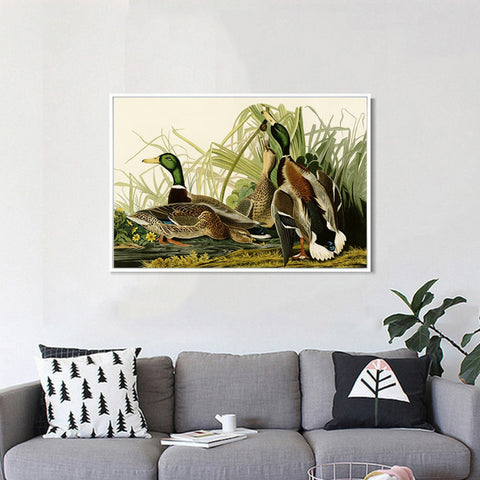 INVIN ART Framed Canvas Giclee Print Mallard Duck by John James Audubon Wall Art Living Room Home Office Decorations