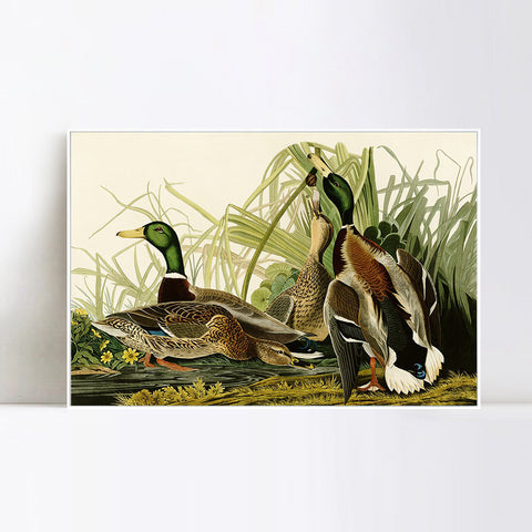 INVIN ART Framed Canvas Giclee Print Mallard Duck by John James Audubon Wall Art Living Room Home Office Decorations