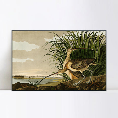 INVIN ART Framed Canvas Giclee Print Long-billed_Curlew by John James Audubon Wall Art Living Room Home Office Decorations