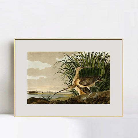 INVIN ART Metal Framed Canvas Giclee Print Long-billed_Curlew by John James Audubon Wall Art Living Room Home Office Decorations