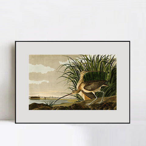 INVIN ART Metal Framed Canvas Giclee Print Long-billed_Curlew by John James Audubon Wall Art Living Room Home Office Decorations