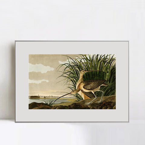 INVIN ART Metal Framed Canvas Giclee Print Long-billed_Curlew by John James Audubon Wall Art Living Room Home Office Decorations