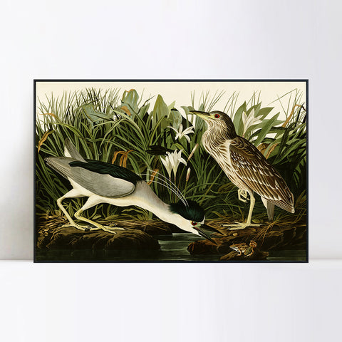 INVIN ART Framed Canvas Giclee Print Night Heron or Qua bird by John James Audubon Wall Art Living Room Home Office Decorations