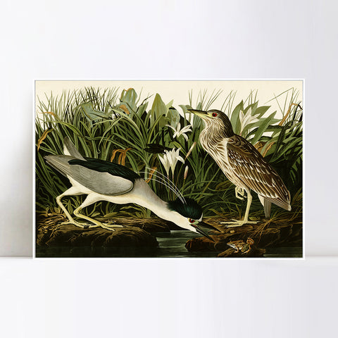 INVIN ART Framed Canvas Giclee Print Night Heron or Qua bird by John James Audubon Wall Art Living Room Home Office Decorations