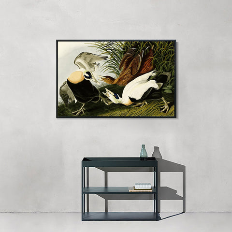 INVIN ART Framed Canvas Giclee Print Eider Duck by John James Audubon Wall Art Living Room Home Office Decorations