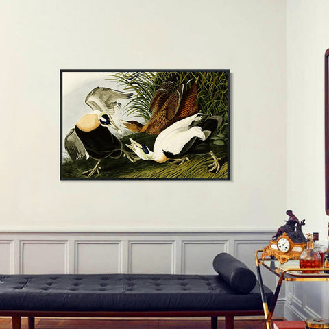 INVIN ART Framed Canvas Giclee Print Eider Duck by John James Audubon Wall Art Living Room Home Office Decorations