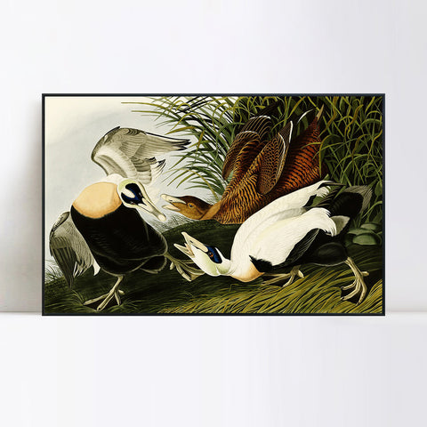 INVIN ART Framed Canvas Giclee Print Eider Duck by John James Audubon Wall Art Living Room Home Office Decorations