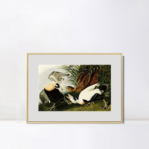 INVIN ART Metal Framed Canvas Giclee Print Eider Duck by John James Audubon Wall Art Living Room Home Office Decorations