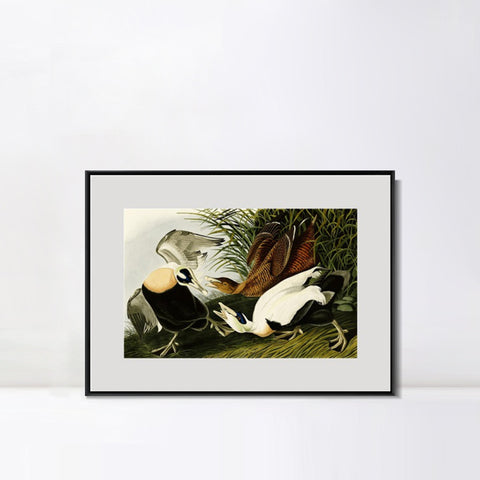 INVIN ART Metal Framed Canvas Giclee Print Eider Duck by John James Audubon Wall Art Living Room Home Office Decorations