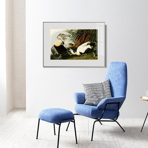 INVIN ART Metal Framed Canvas Giclee Print Eider Duck by John James Audubon Wall Art Living Room Home Office Decorations
