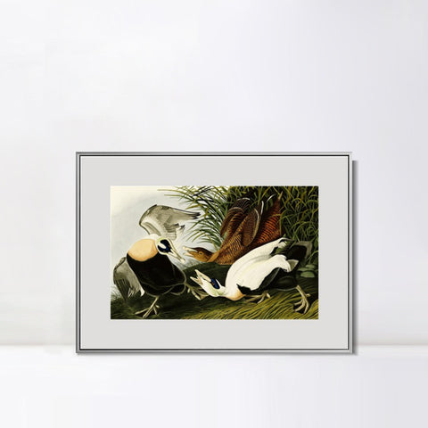 INVIN ART Metal Framed Canvas Giclee Print Eider Duck by John James Audubon Wall Art Living Room Home Office Decorations