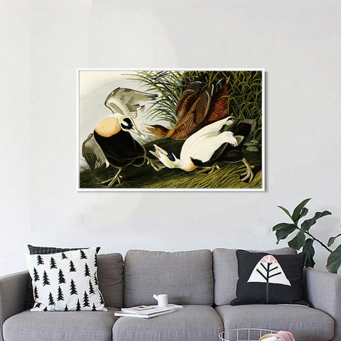 INVIN ART Framed Canvas Giclee Print Eider Duck by John James Audubon Wall Art Living Room Home Office Decorations