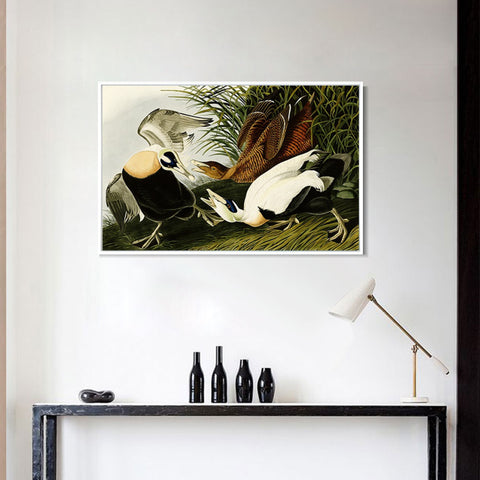 INVIN ART Framed Canvas Giclee Print Eider Duck by John James Audubon Wall Art Living Room Home Office Decorations