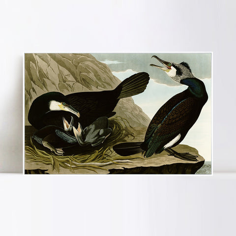 INVIN ART Framed Canvas Giclee Print Common Cormorant by John James Audubon Wall Art Living Room Home Office Decorations