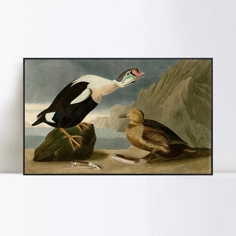 INVIN ART Framed Canvas Giclee Print King Duck by John James Audubon Wall Art Living Room Home Office Decorations