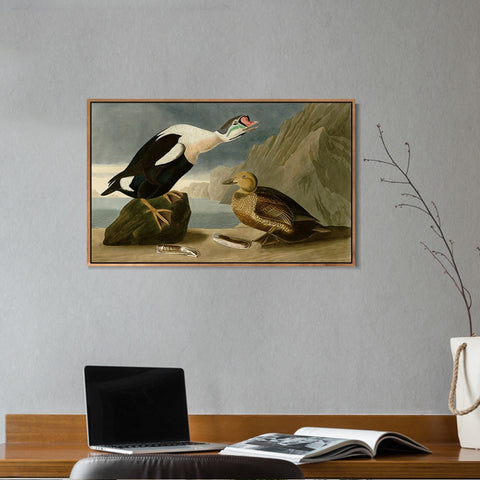 INVIN ART Framed Canvas Giclee Print King Duck by John James Audubon Wall Art Living Room Home Office Decorations
