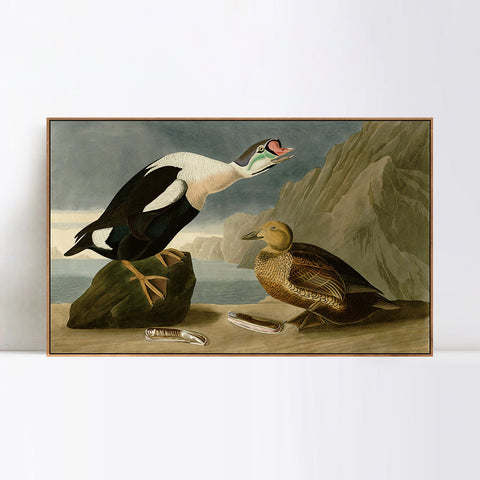 INVIN ART Framed Canvas Giclee Print King Duck by John James Audubon Wall Art Living Room Home Office Decorations