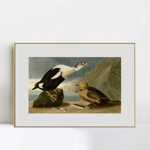 INVIN ART Metal Framed Canvas Giclee Print King Duck by John James Audubon Wall Art Living Room Home Office Decorations