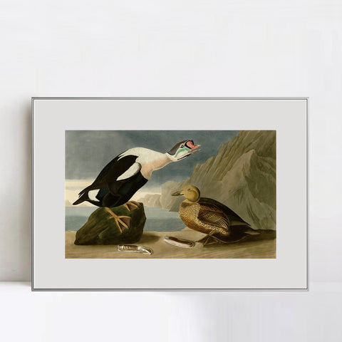 INVIN ART Metal Framed Canvas Giclee Print King Duck by John James Audubon Wall Art Living Room Home Office Decorations