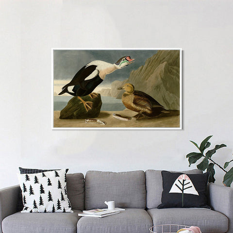 INVIN ART Framed Canvas Giclee Print King Duck by John James Audubon Wall Art Living Room Home Office Decorations