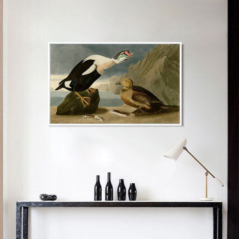 INVIN ART Framed Canvas Giclee Print King Duck by John James Audubon Wall Art Living Room Home Office Decorations