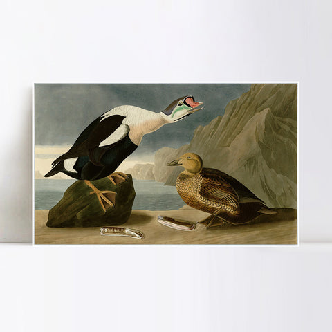 INVIN ART Framed Canvas Giclee Print King Duck by John James Audubon Wall Art Living Room Home Office Decorations