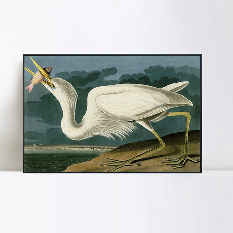 INVIN ART Framed Canvas Giclee Print Great White Heron by John James Audubon Wall Art Living Room Home Office Decorations