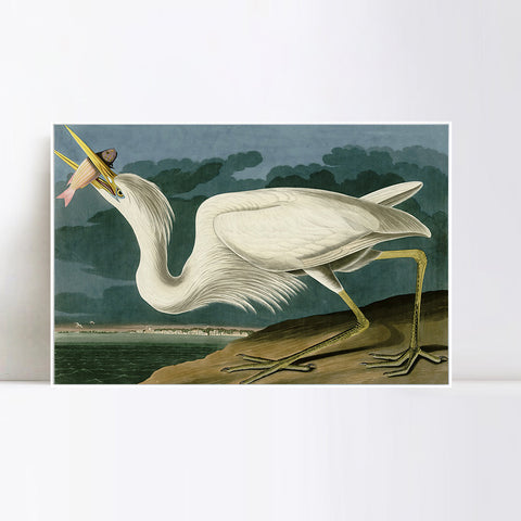INVIN ART Framed Canvas Giclee Print Great White Heron by John James Audubon Wall Art Living Room Home Office Decorations