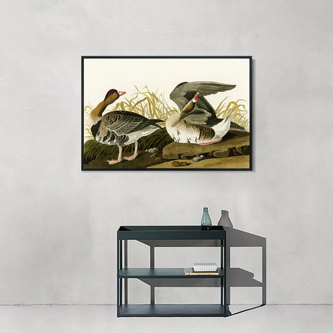 INVIN ART Framed Canvas Giclee Print White-fronted Goose by John James Audubon Wall Art Living Room Home Office Decorations