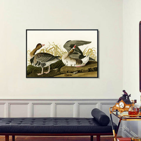 INVIN ART Framed Canvas Giclee Print White-fronted Goose by John James Audubon Wall Art Living Room Home Office Decorations