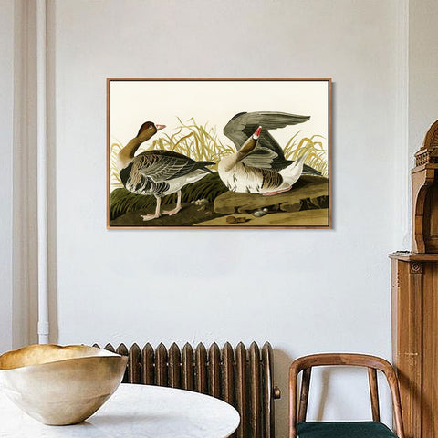 INVIN ART Framed Canvas Giclee Print White-fronted Goose by John James Audubon Wall Art Living Room Home Office Decorations