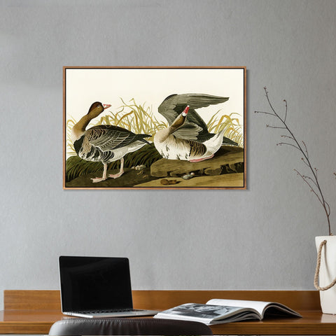 INVIN ART Framed Canvas Giclee Print White-fronted Goose by John James Audubon Wall Art Living Room Home Office Decorations